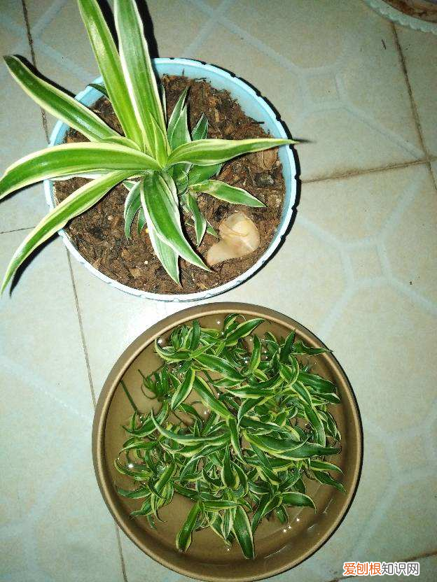 吊兰掐下来的枝条可以栽活吗，吊兰掐个小芽，直接种土里，半个月就成活