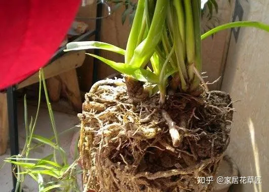花叶吊兰怎么养，吊兰花也很美，只需学会“4个套路”，叶子绿油油、开满花