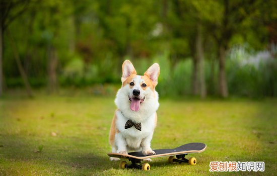 狗狗身上很臭是怎么回事儿 狗狗身上很臭是怎么回事