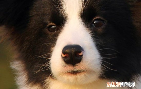 狗狗有攻击性行为的原因，这种情况一定要及时纠正啊！
