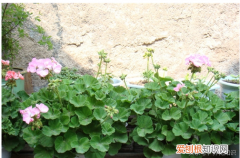 怎么花适合室内养，怎么样在室内养花？养花知识大全