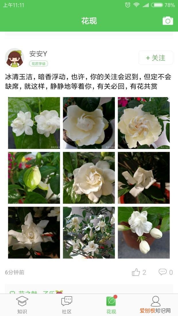 适合家里好养的花，养花app推荐？