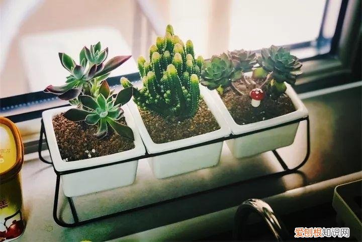 养花也是一门学问，在家养花学问大，不同房间养不同的花，养错了就是白费功夫