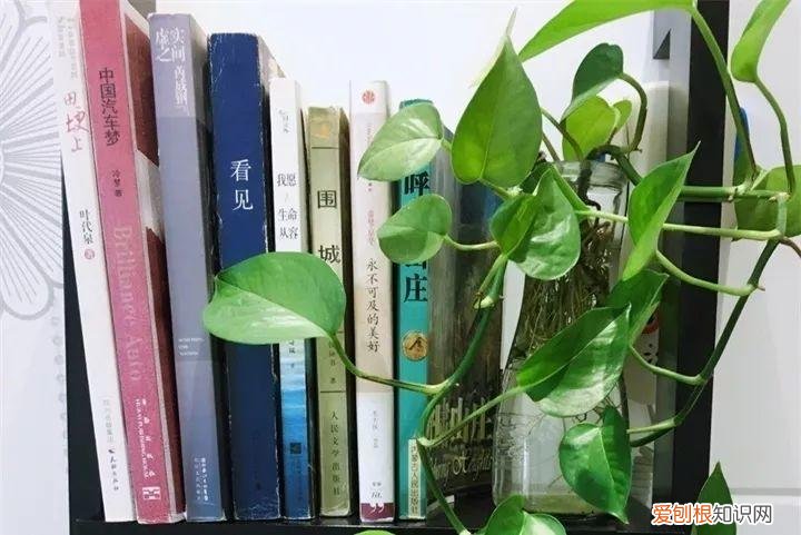养花也是一门学问，在家养花学问大，不同房间养不同的花，养错了就是白费功夫