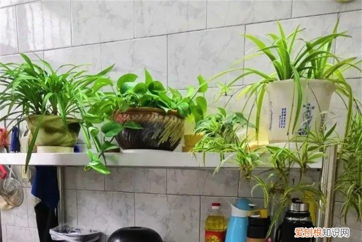 养花也是一门学问，在家养花学问大，不同房间养不同的花，养错了就是白费功夫