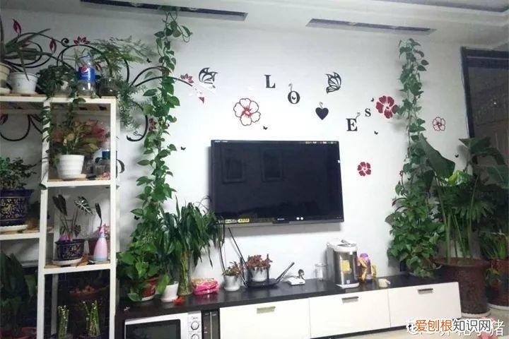 养花也是一门学问，在家养花学问大，不同房间养不同的花，养错了就是白费功夫