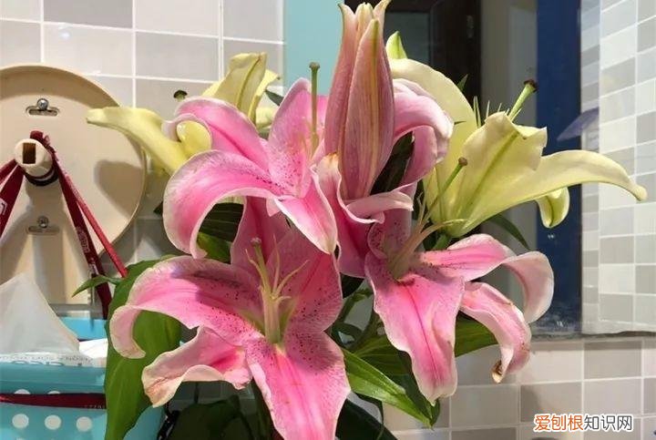 养花也是一门学问，在家养花学问大，不同房间养不同的花，养错了就是白费功夫