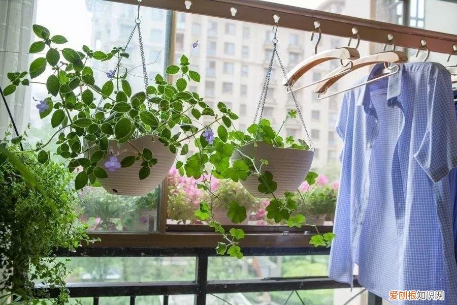 养花也是一门学问，在家养花学问大，不同房间养不同的花，养错了就是白费功夫