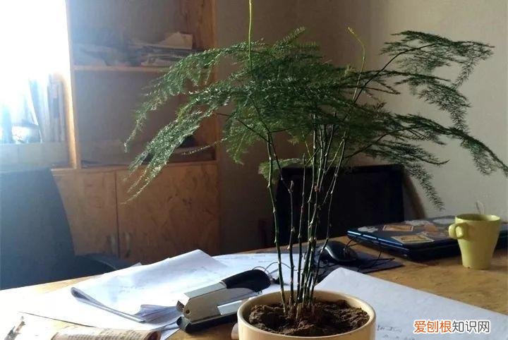 养花也是一门学问，在家养花学问大，不同房间养不同的花，养错了就是白费功夫