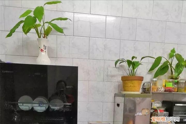 养花也是一门学问，在家养花学问大，不同房间养不同的花，养错了就是白费功夫