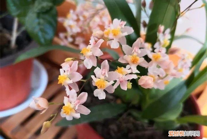养花也是一门学问，在家养花学问大，不同房间养不同的花，养错了就是白费功夫
