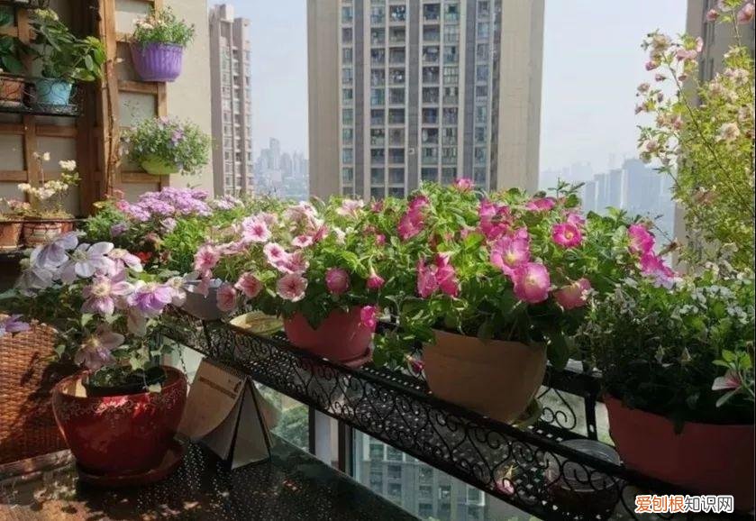 养花也是一门学问，在家养花学问大，不同房间养不同的花，养错了就是白费功夫