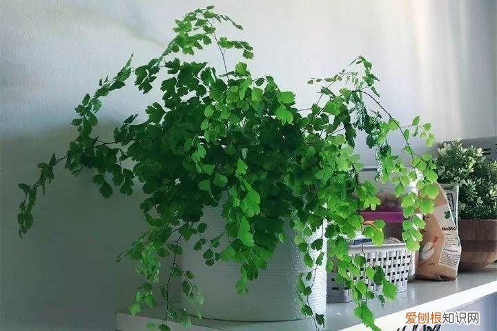 养花也是一门学问，在家养花学问大，不同房间养不同的花，养错了就是白费功夫