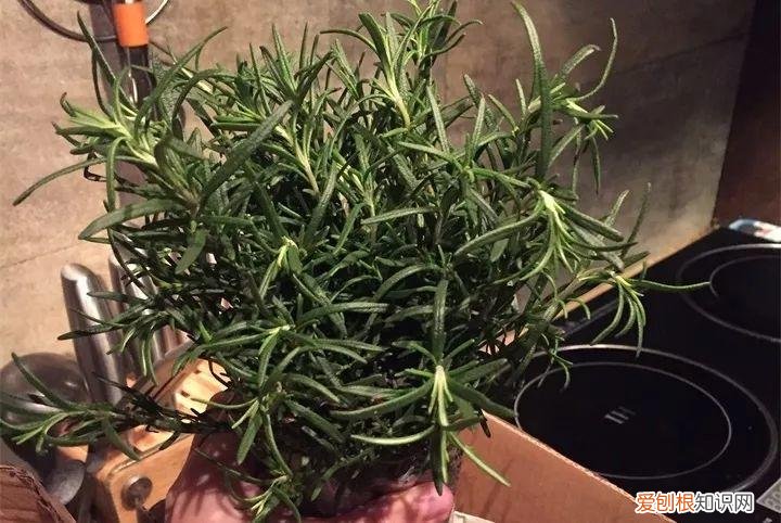 养花也是一门学问，在家养花学问大，不同房间养不同的花，养错了就是白费功夫