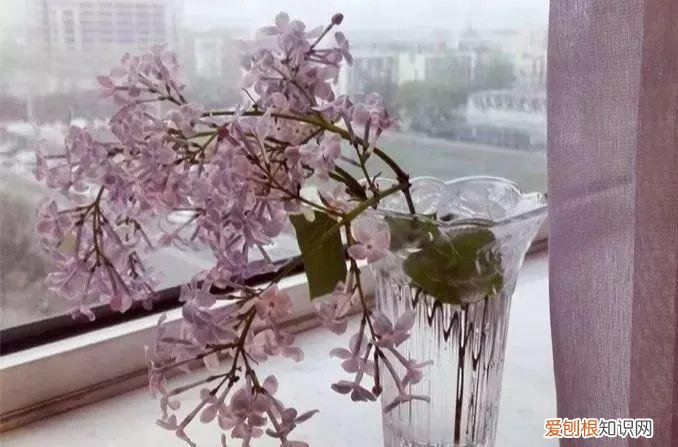 养花也是一门学问，在家养花学问大，不同房间养不同的花，养错了就是白费功夫