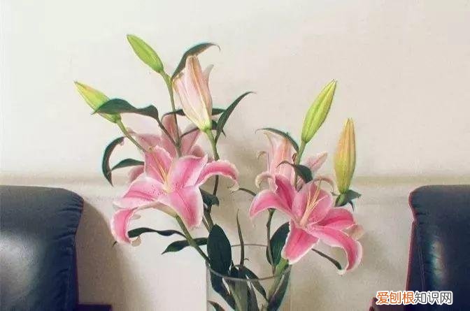 养花也是一门学问，在家养花学问大，不同房间养不同的花，养错了就是白费功夫