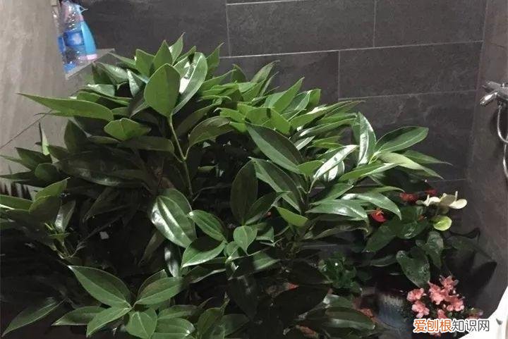 养花也是一门学问，在家养花学问大，不同房间养不同的花，养错了就是白费功夫
