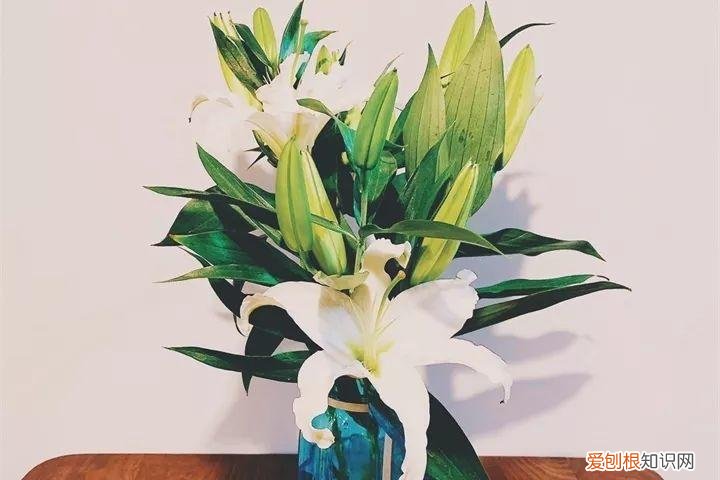 养花也是一门学问，在家养花学问大，不同房间养不同的花，养错了就是白费功夫