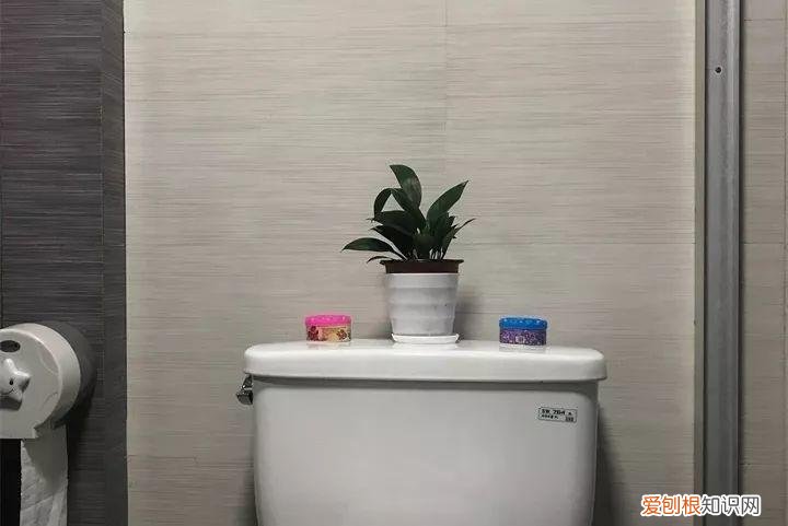 养花也是一门学问，在家养花学问大，不同房间养不同的花，养错了就是白费功夫