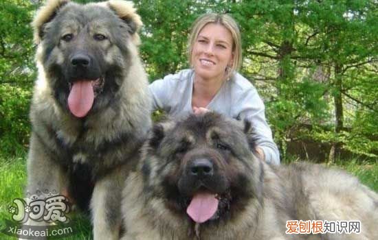 狗狗总是低头走路,如何改掉狗狗低着头走路的坏毛病,狗狗总是低头是什么原因