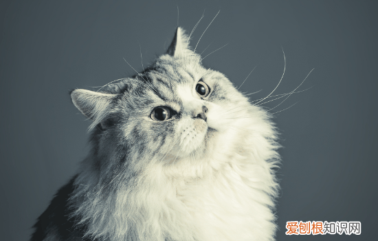 公猫屁股流血怎么了,公猫屁股流鲜血怎么办