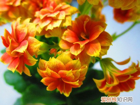 《园林植物景观设计》，有没有关于植物花卉养殖以及庭院布置的书籍推荐？在此先感谢大家的推荐！？