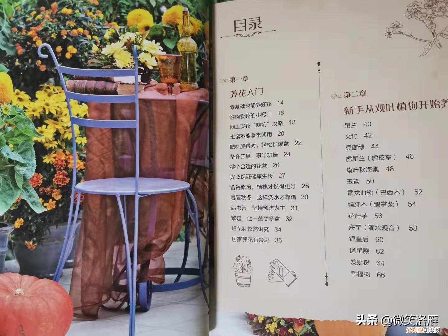 园林花卉栽培技术书籍,推荐家庭园艺书《零基础学养花》养花技巧+品种图鉴,养花速成