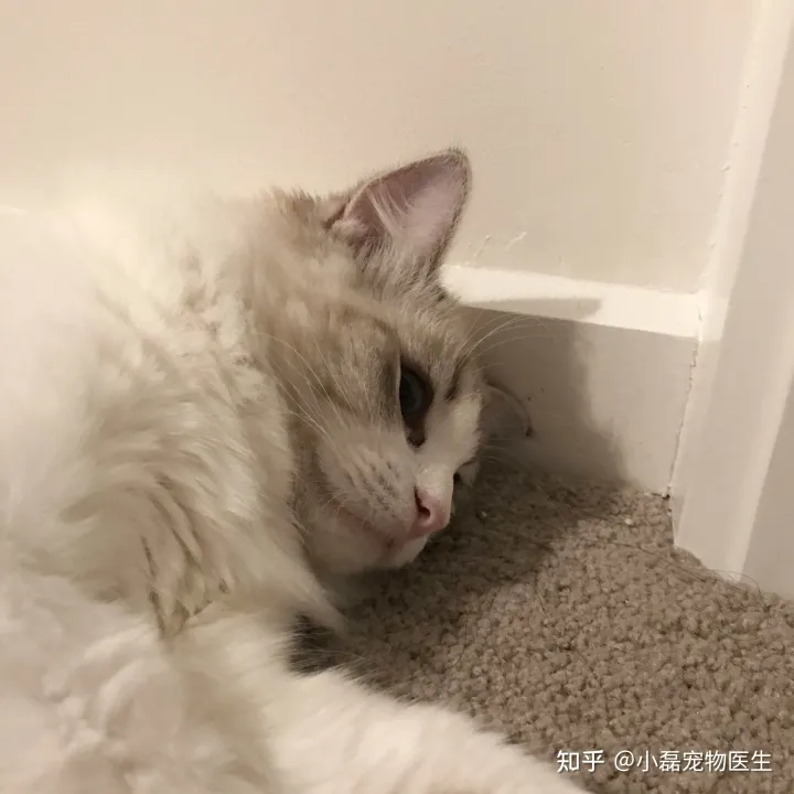 有没有免费咨询宠物医生的软件，有什么靠谱的咨询宠物医生平台吗？