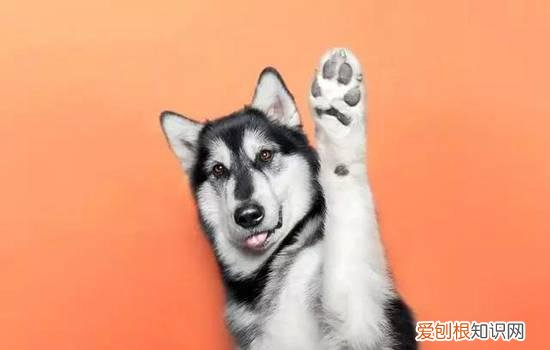 为什么狗狗不听指令,不是狗狗太皮是你方式不对,狗狗不听指挥