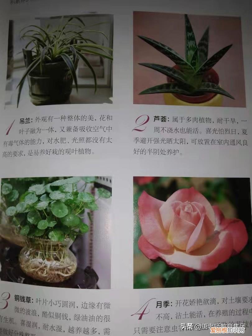养花app 知乎，《零基础学养花》：养花新人必须入手的工具书