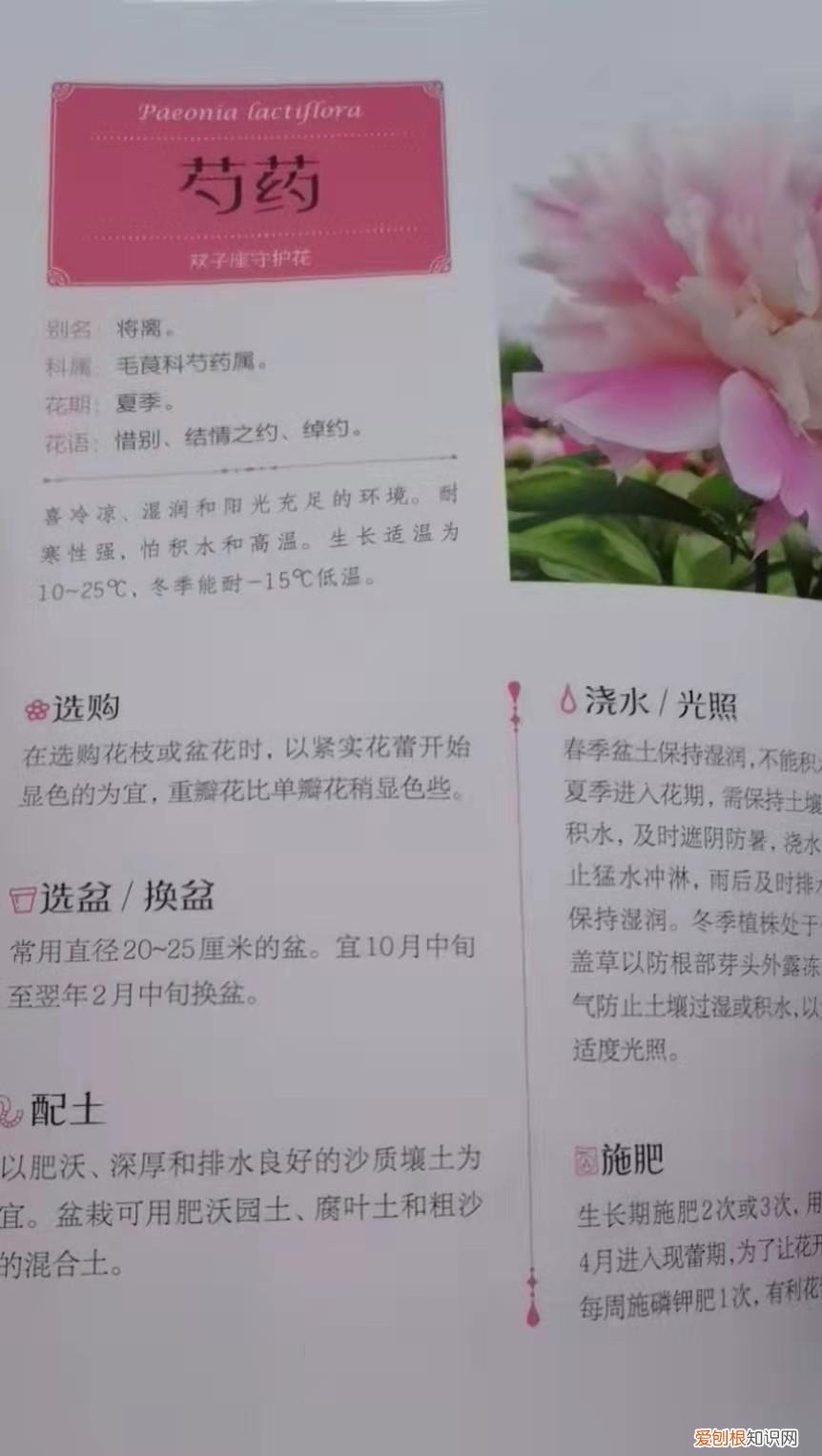 养花的要领，《零基础学养花》：一本绝对合格的小白养花指南