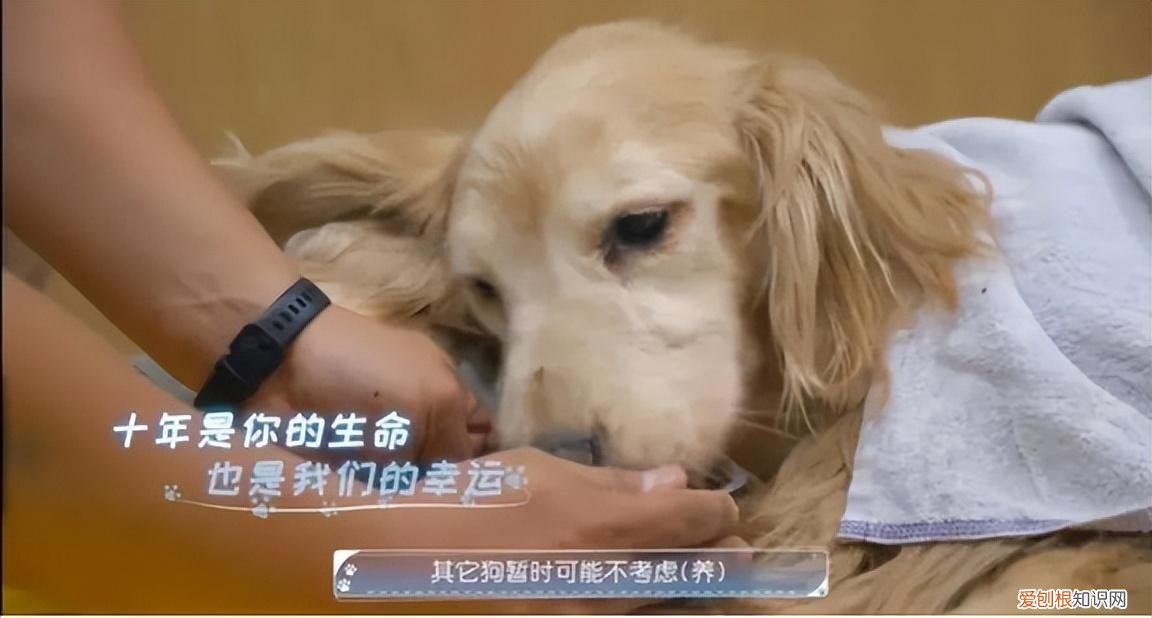 当一名宠物医生，《宠物医生》：所有生命都应得到同等尊重