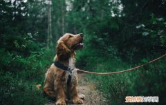 狗剃毛能散热吗 夏天剃狗毛可以散热吗