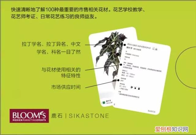花艺基本入门，花艺师指南|初学者买什么书最实用