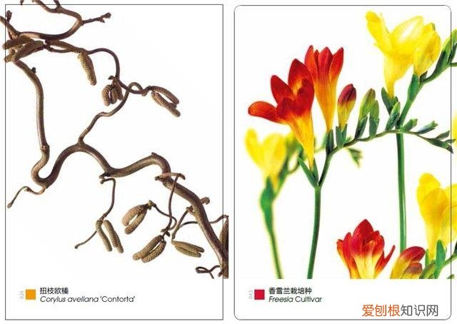 花艺基本入门，花艺师指南|初学者买什么书最实用