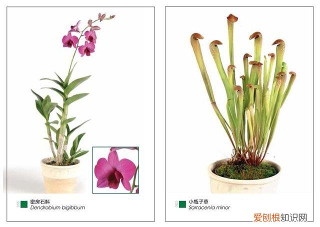 花艺基本入门，花艺师指南|初学者买什么书最实用