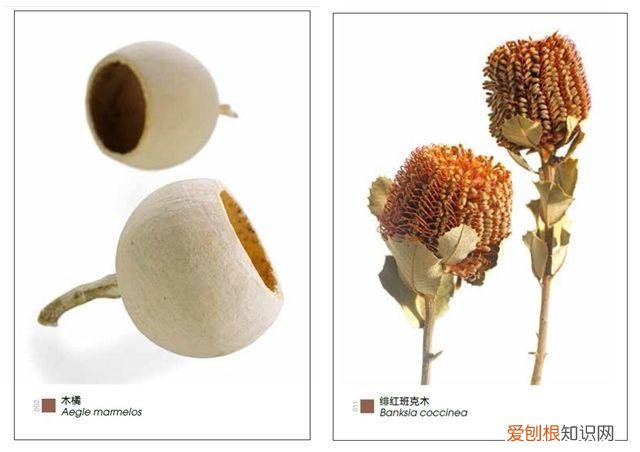 花艺基本入门，花艺师指南|初学者买什么书最实用