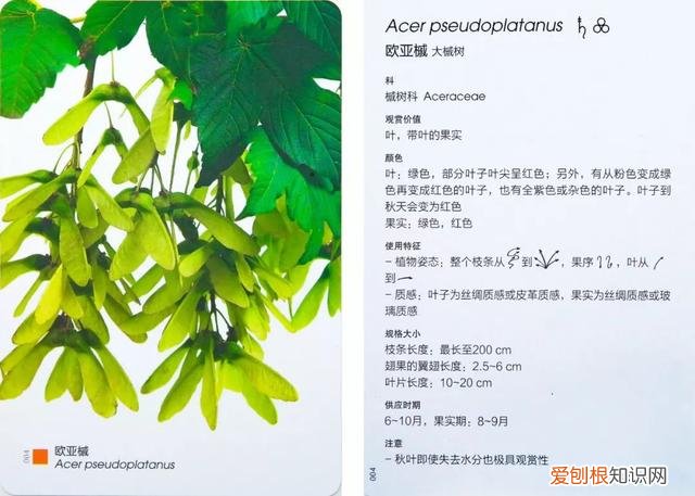 花艺基本入门，花艺师指南|初学者买什么书最实用