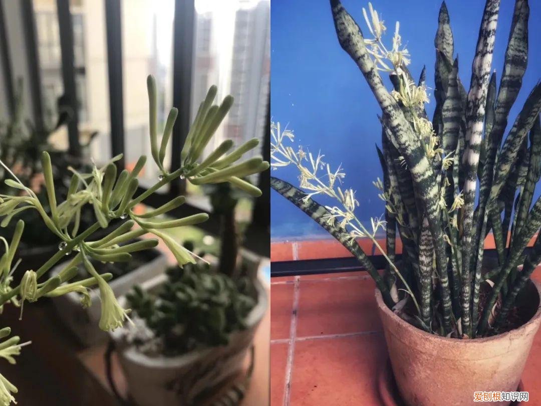 仙人掌种植日记怎么写，仙人掌都能养死，但还想养花花草草怎么办？看这本书呀