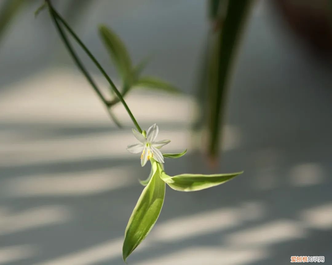 仙人掌种植日记怎么写，仙人掌都能养死，但还想养花花草草怎么办？看这本书呀