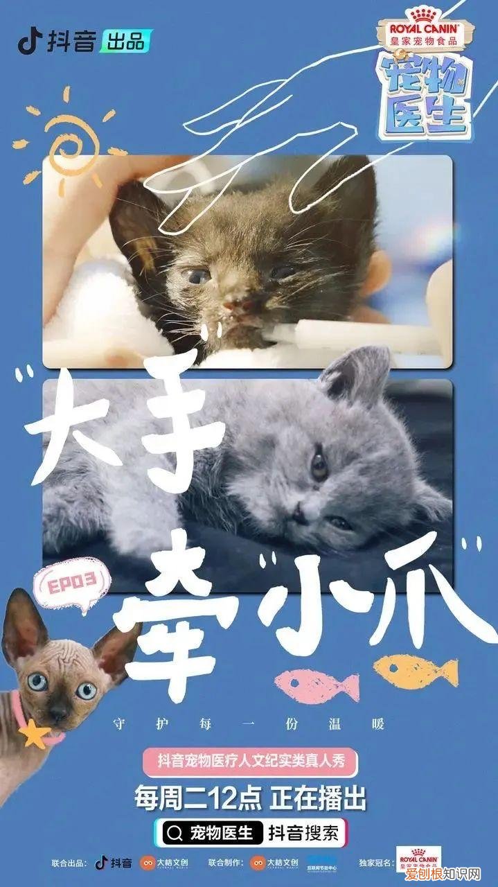 宠物医生职业道德，《宠物医生》：让所有生命都得到完善的医疗服务和同等尊重