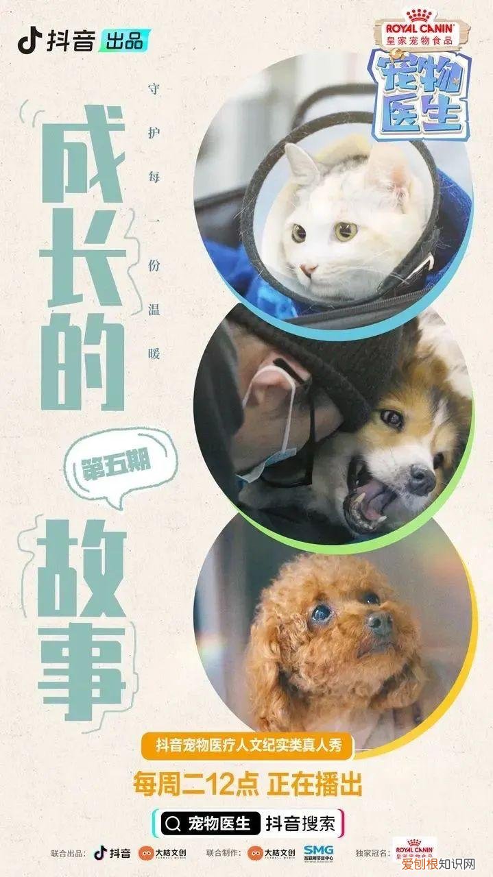 宠物医生职业道德，《宠物医生》：让所有生命都得到完善的医疗服务和同等尊重