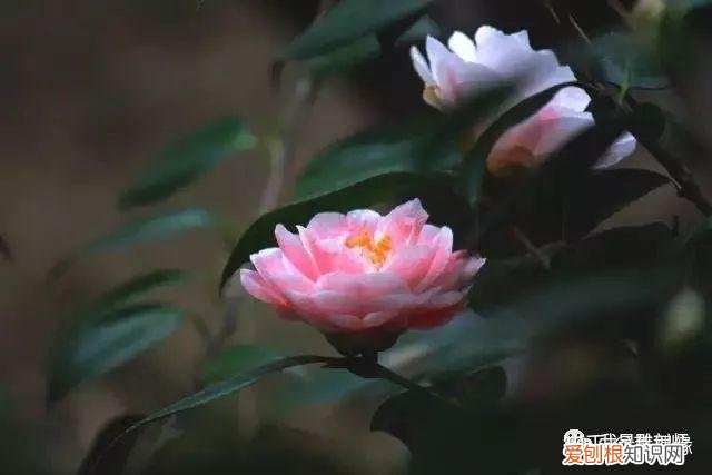多肉盆栽浇水，绿植、鲜花、多肉……50种 · 常见植物浇水方法