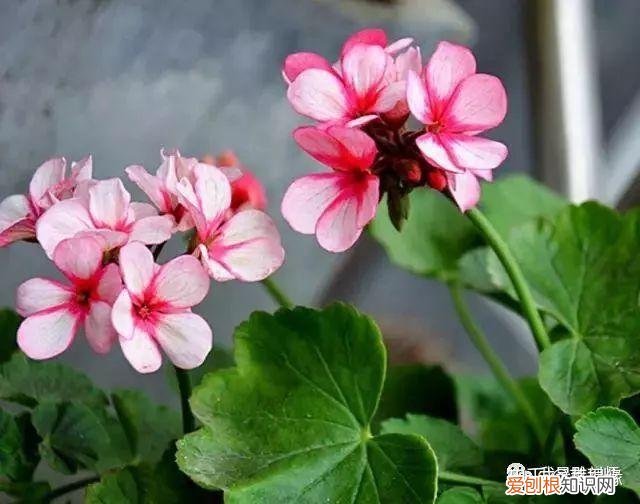 多肉盆栽浇水，绿植、鲜花、多肉……50种 · 常见植物浇水方法