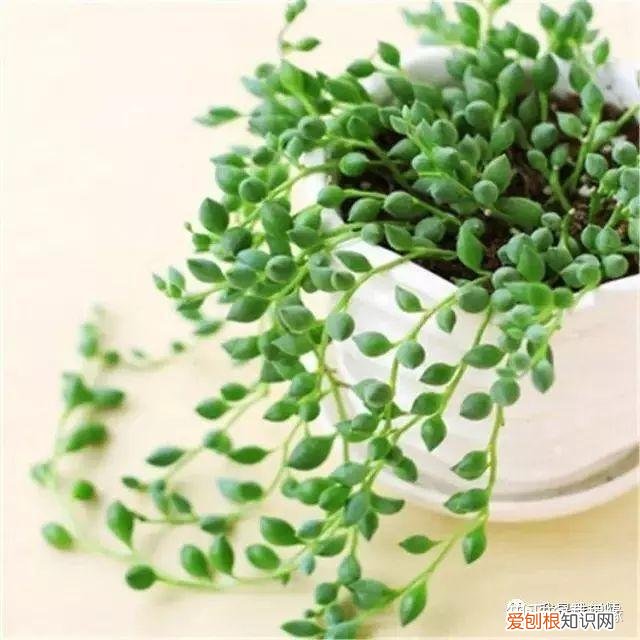 多肉盆栽浇水，绿植、鲜花、多肉……50种 · 常见植物浇水方法