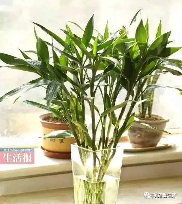 多肉盆栽浇水，绿植、鲜花、多肉……50种 · 常见植物浇水方法