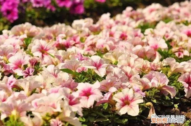 多肉盆栽浇水，绿植、鲜花、多肉……50种 · 常见植物浇水方法