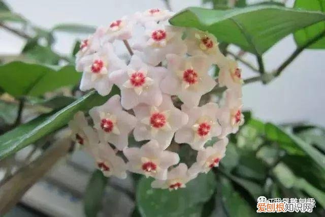 多肉盆栽浇水，绿植、鲜花、多肉……50种 · 常见植物浇水方法