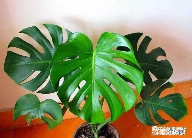 多肉盆栽浇水，绿植、鲜花、多肉……50种 · 常见植物浇水方法