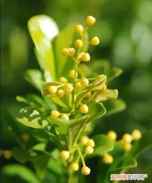 多肉盆栽浇水，绿植、鲜花、多肉……50种 · 常见植物浇水方法